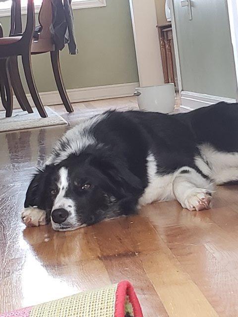 Belle