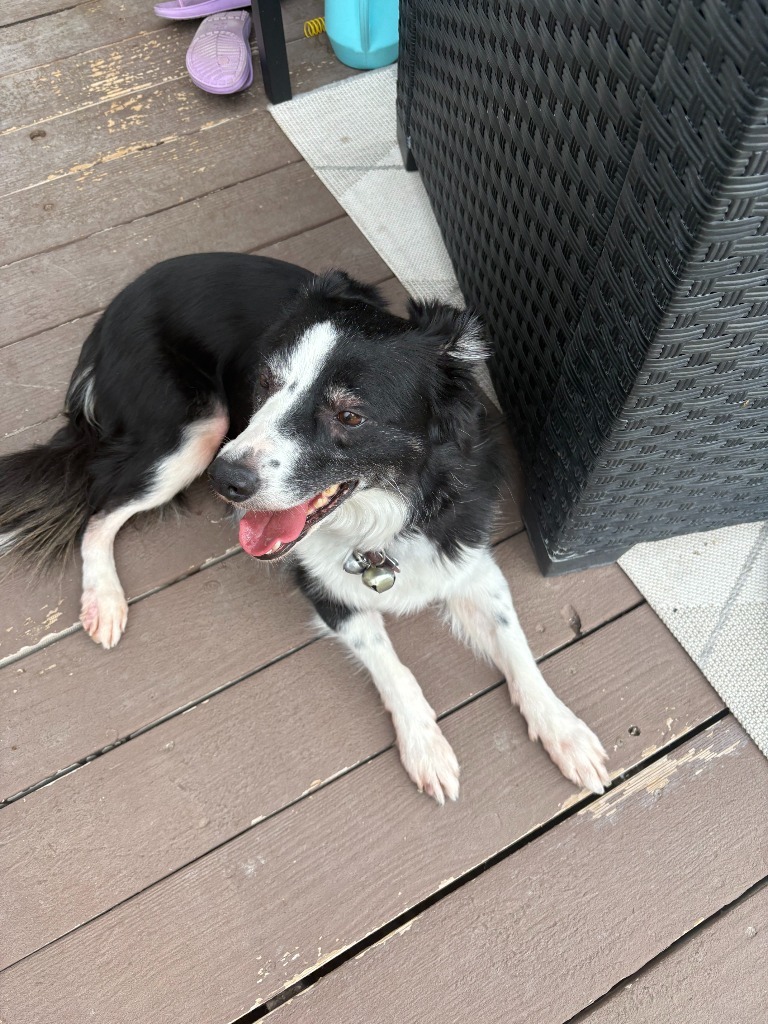 Belle