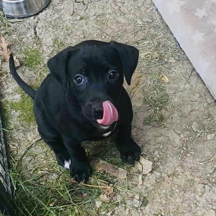 Darcy