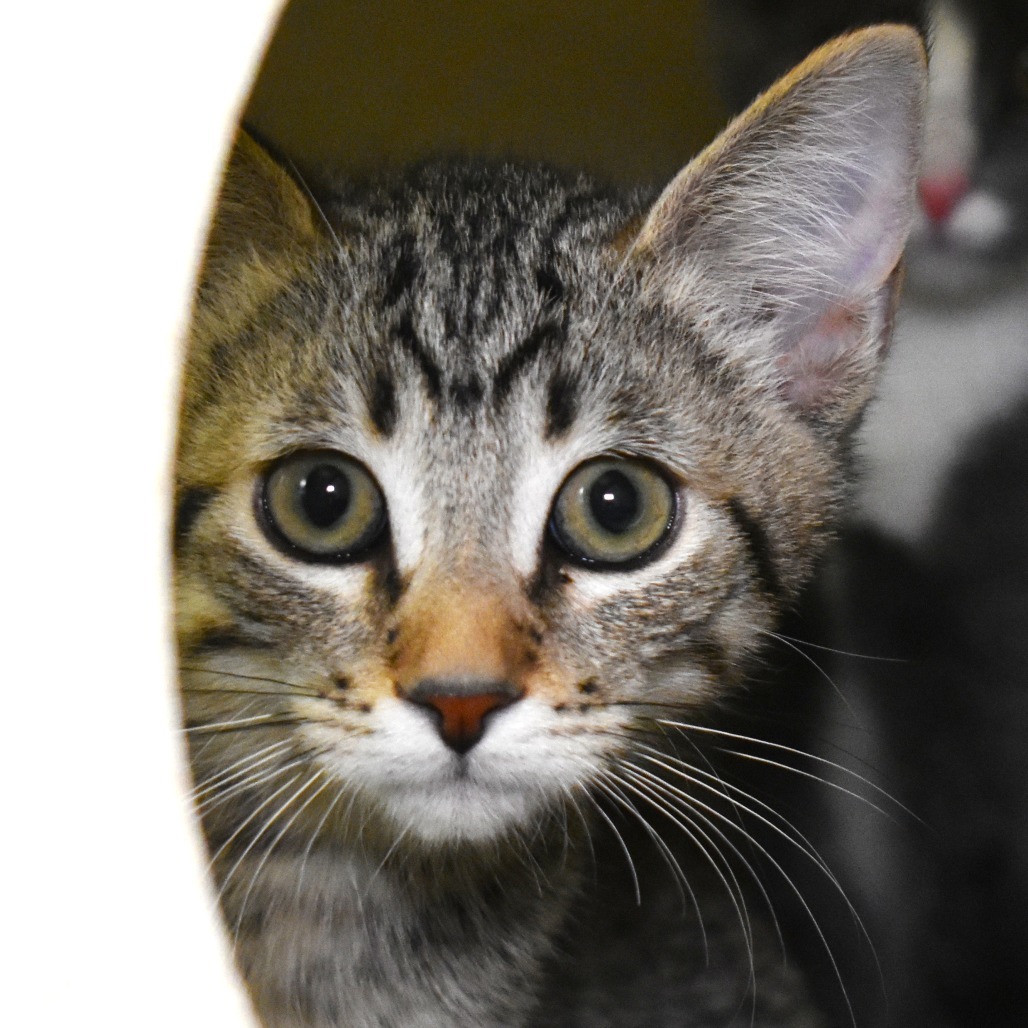 Ghost Pepper (25-3V-1), an adoptable Domestic Short Hair in Rifle, CO, 81650 | Photo Image 1