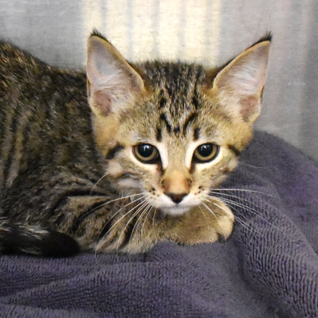 Ghost Pepper (25-3V-1), an adoptable Domestic Short Hair in Rifle, CO, 81650 | Photo Image 2