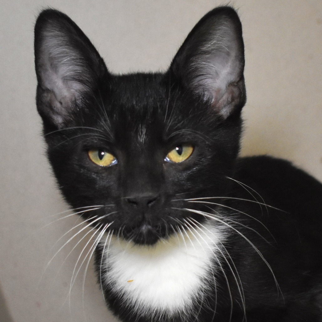 Seabird (25-3S-1), an adoptable Domestic Short Hair in Rifle, CO, 81650 | Photo Image 1