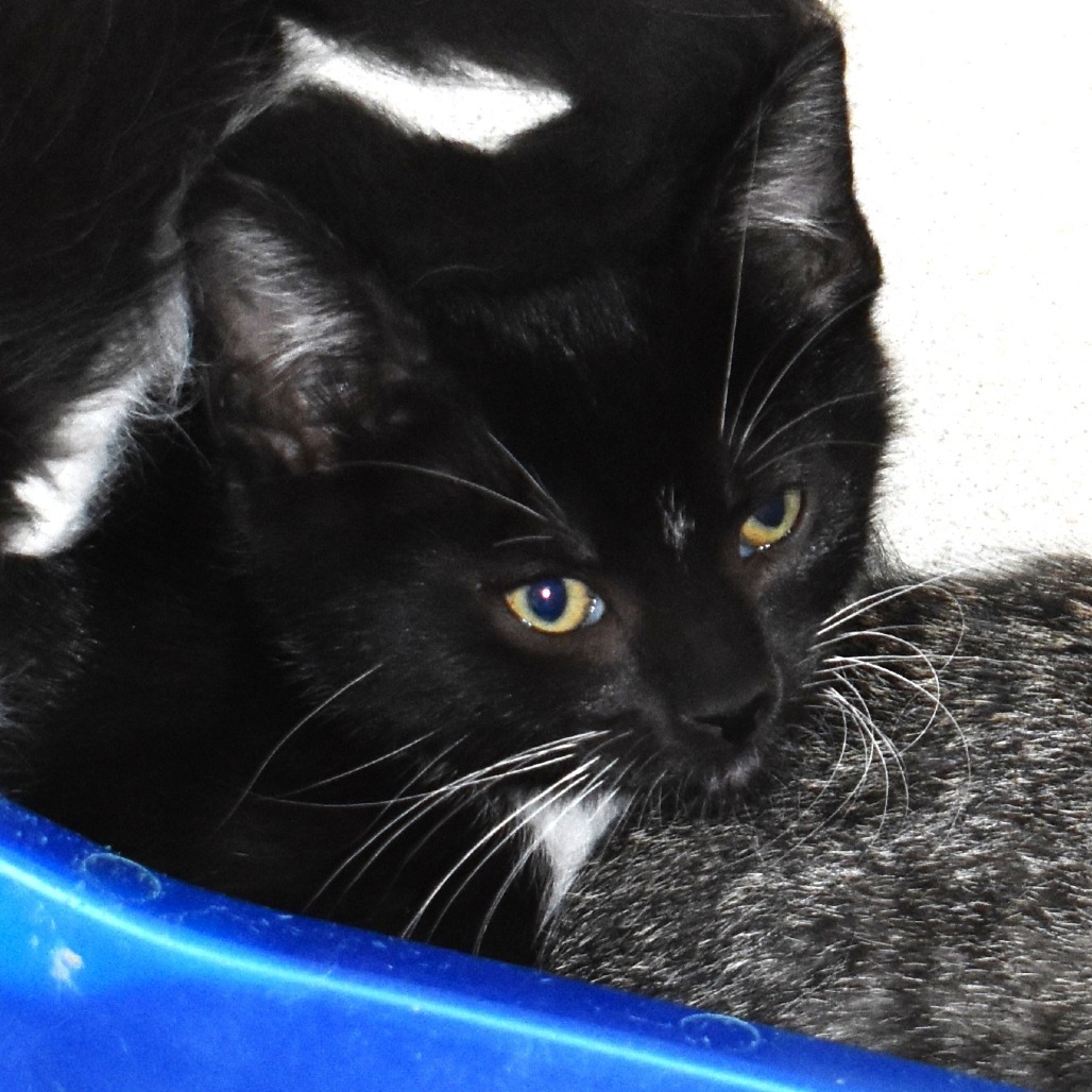 Seabird (25-3S-1), an adoptable Domestic Short Hair in Rifle, CO, 81650 | Photo Image 2