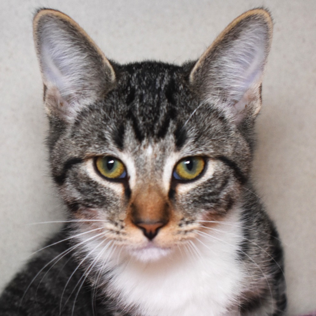 Musk Ox (25-3S-7), an adoptable Domestic Short Hair in Rifle, CO, 81650 | Photo Image 1