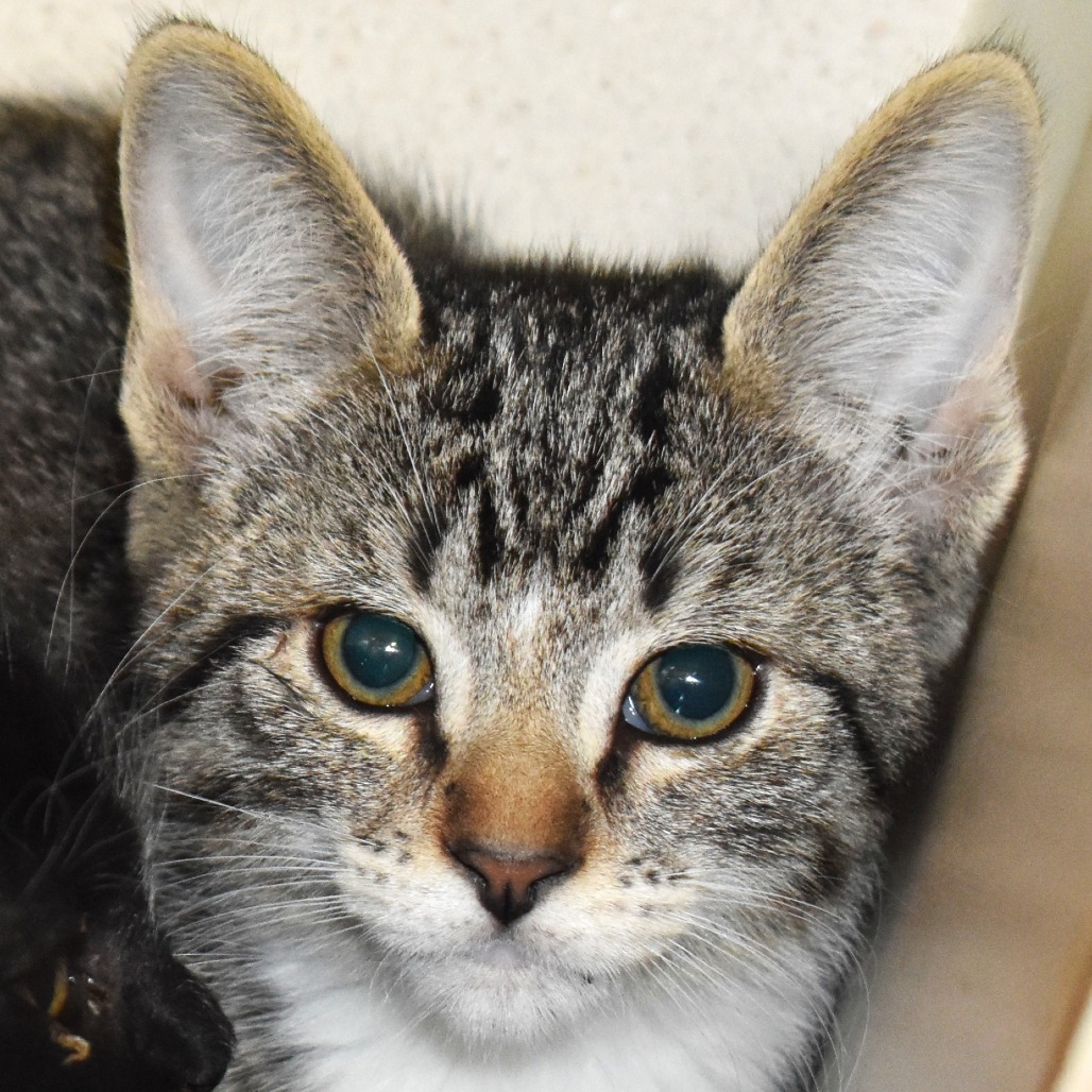 Musk Ox (25-3S-7), an adoptable Domestic Short Hair in Rifle, CO, 81650 | Photo Image 2