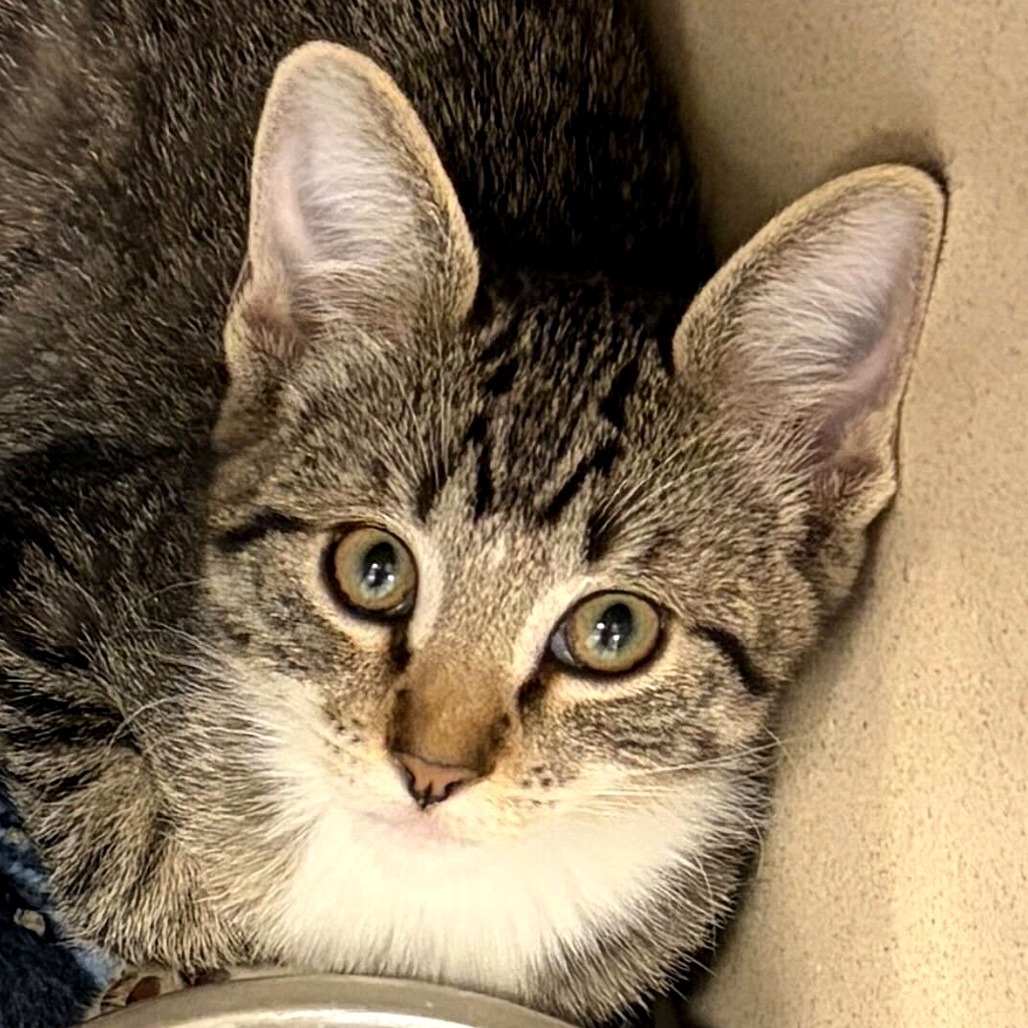 Musk Ox (25-3S-7), an adoptable Domestic Short Hair in Rifle, CO, 81650 | Photo Image 3