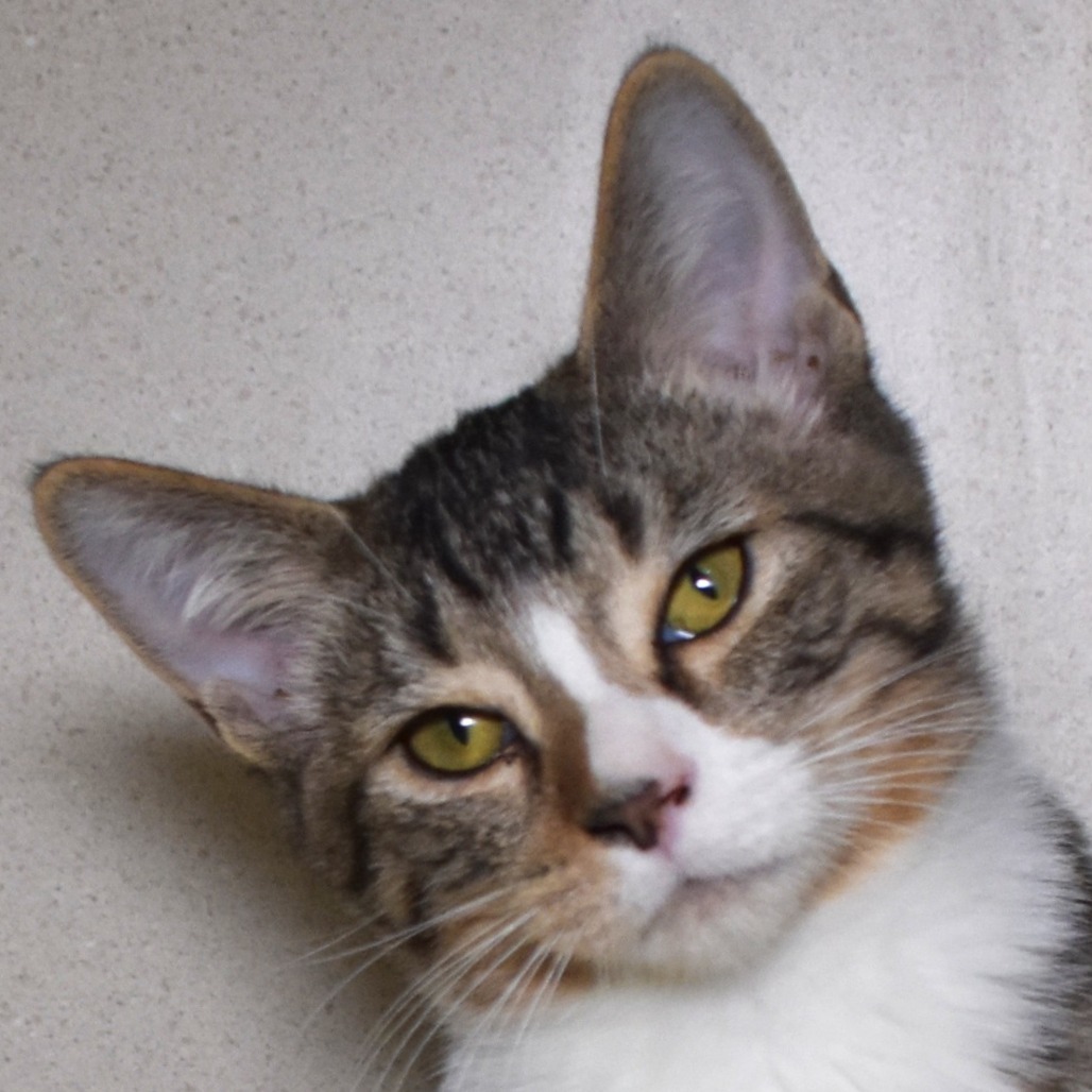 Polar Bear (25-3S-5), an adoptable Domestic Medium Hair in Rifle, CO, 81650 | Photo Image 1