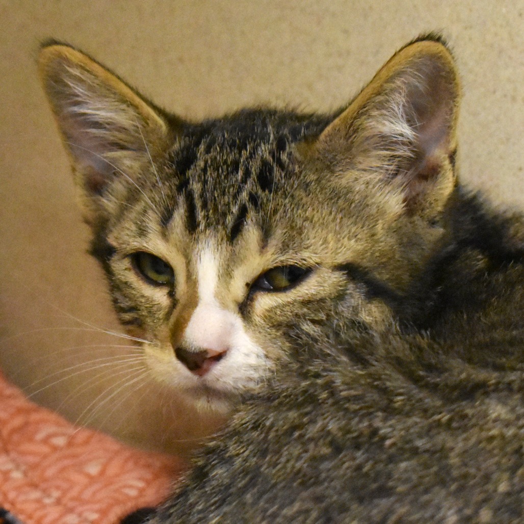 Polar Bear (25-3S-5), an adoptable Domestic Medium Hair in Rifle, CO, 81650 | Photo Image 2