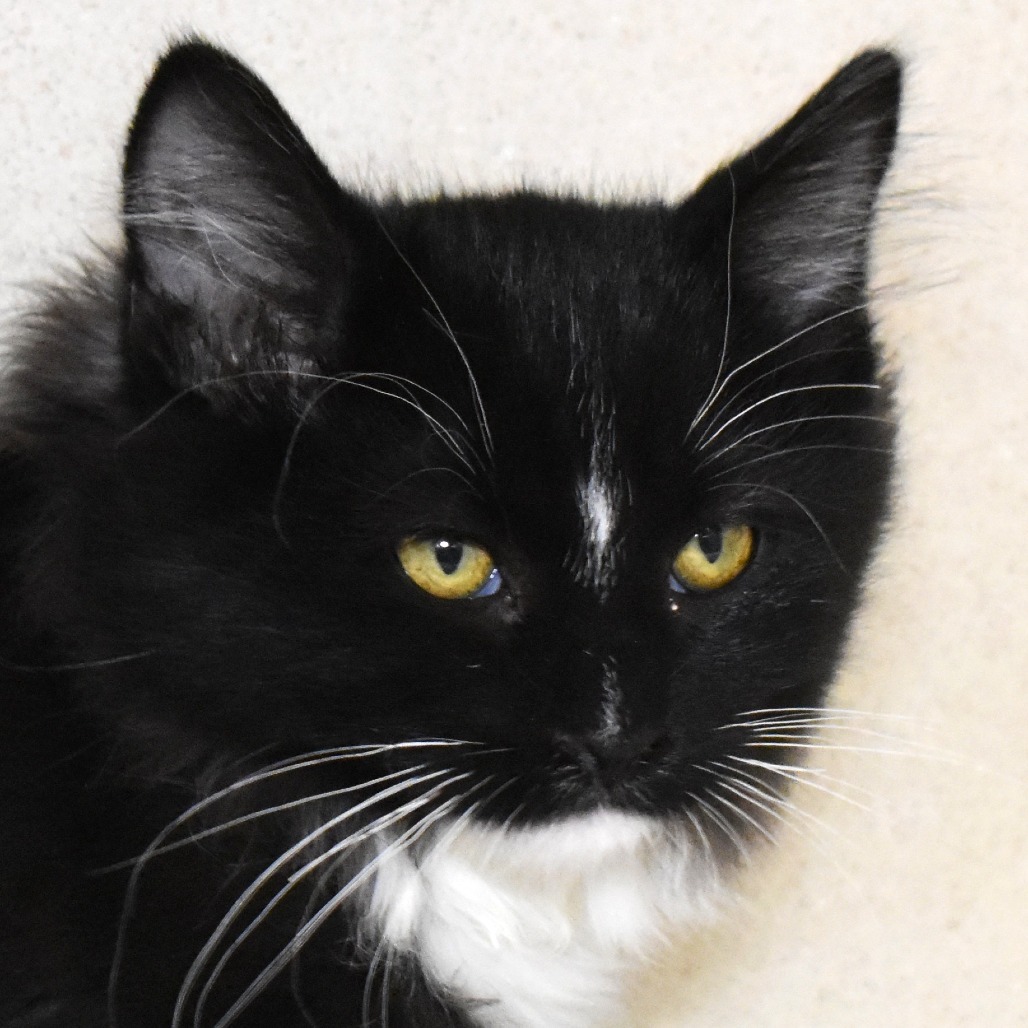 Beluga Whale (25-3S-6), an adoptable Domestic Medium Hair in Rifle, CO, 81650 | Photo Image 1