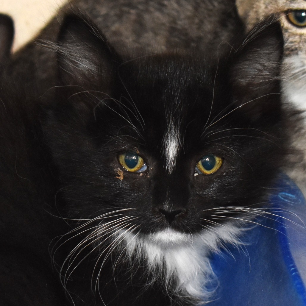 Beluga Whale (25-3S-6), an adoptable Domestic Medium Hair in Rifle, CO, 81650 | Photo Image 2