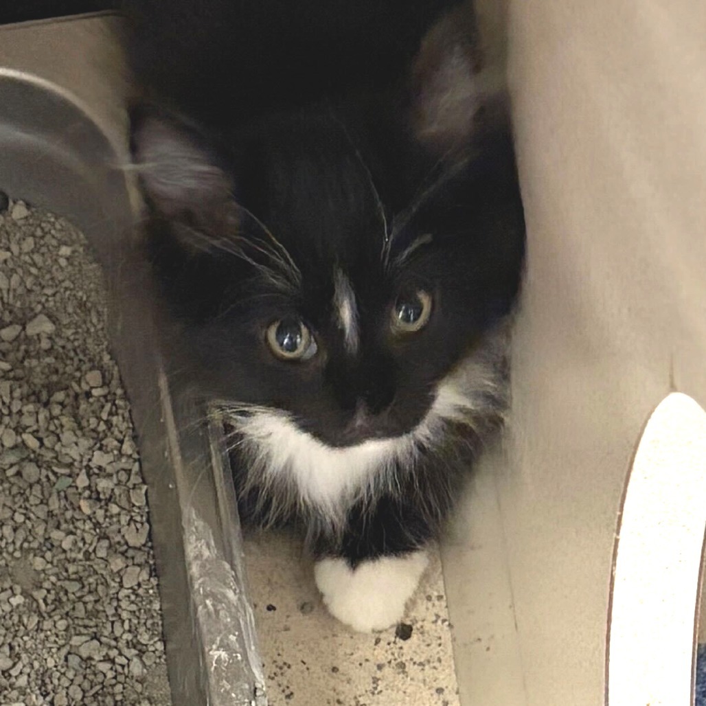 Beluga Whale (25-3S-6), an adoptable Domestic Medium Hair in Rifle, CO, 81650 | Photo Image 3