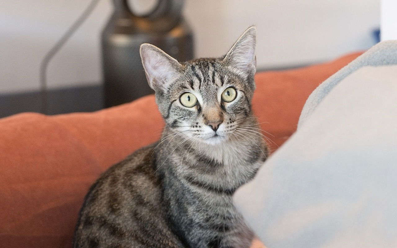 Cooper (bonded with Raja)