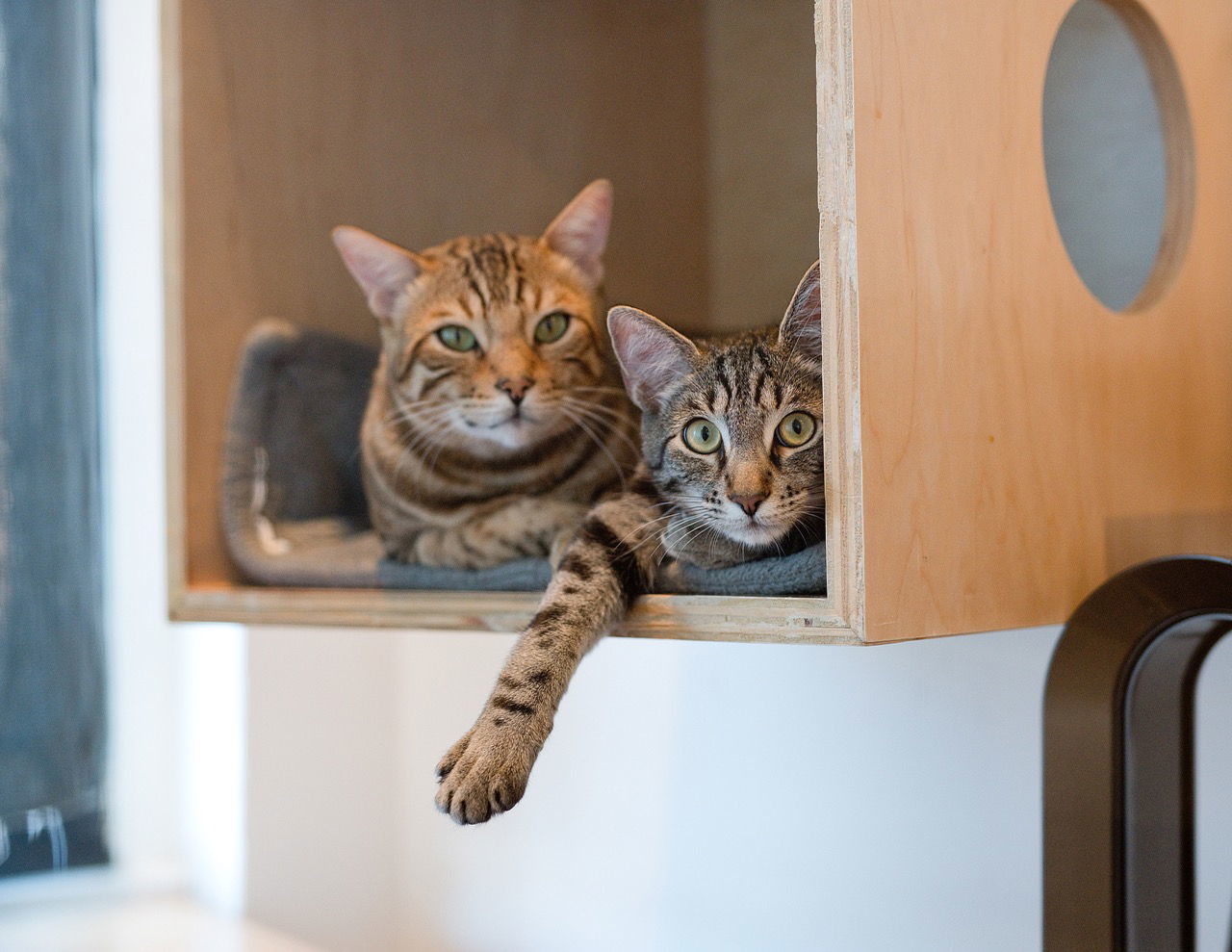 Cooper (bonded with Raja)