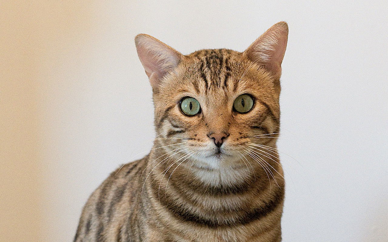Raja (bonded with Cooper)
