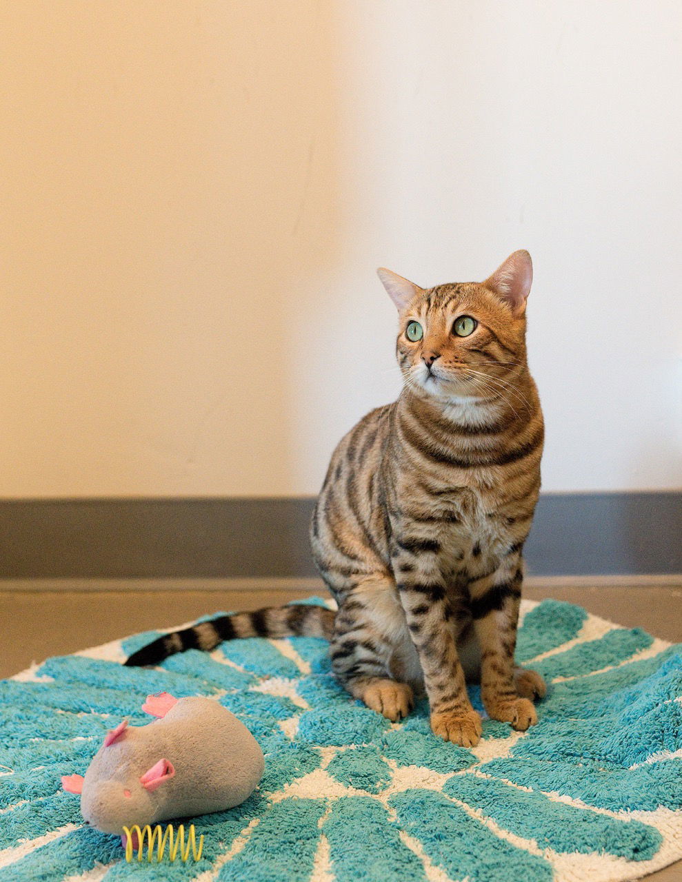 Raja (bonded with Cooper)