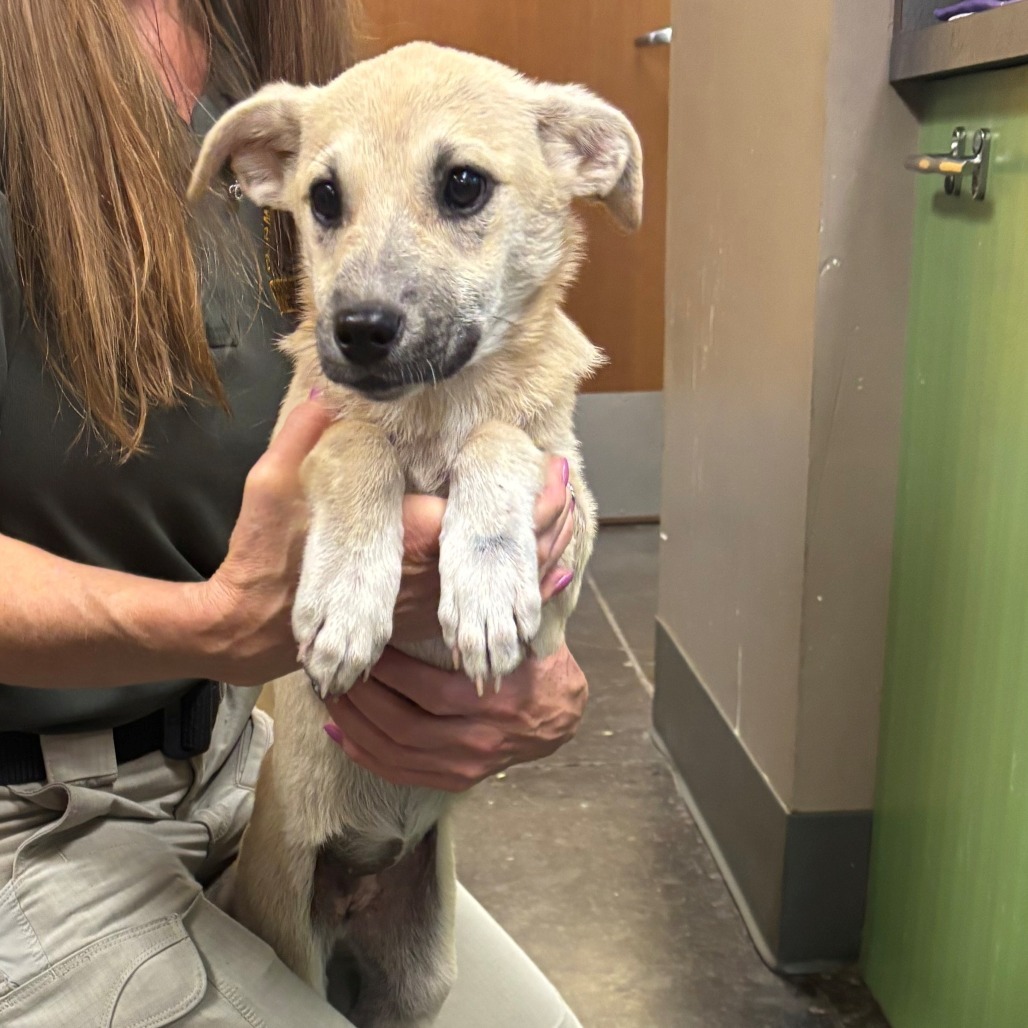 Janice, an adoptable Shepherd, Mixed Breed in Bend, OR, 97702 | Photo Image 2