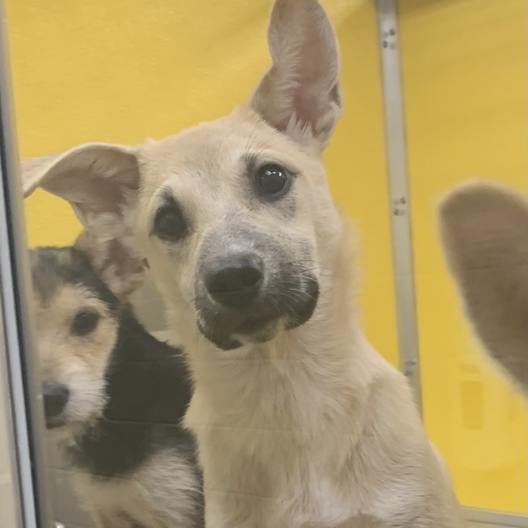 Janice, an adoptable Shepherd, Mixed Breed in Bend, OR, 97702 | Photo Image 3