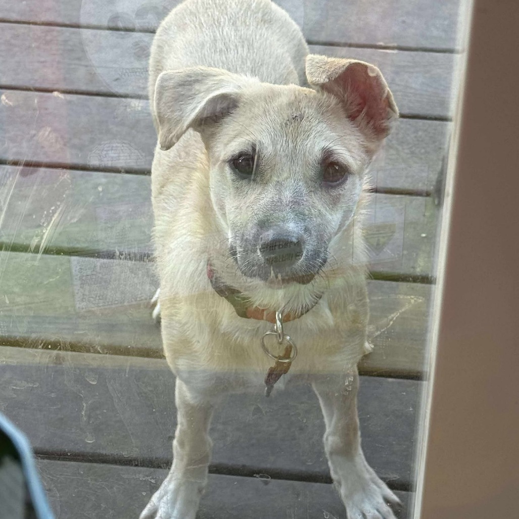 Janice, an adoptable Shepherd, Mixed Breed in Bend, OR, 97702 | Photo Image 4