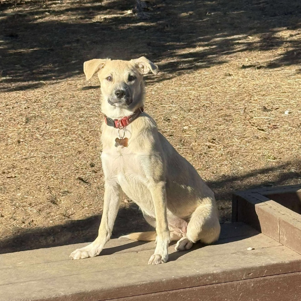Janice, an adoptable Shepherd, Mixed Breed in Bend, OR, 97702 | Photo Image 5