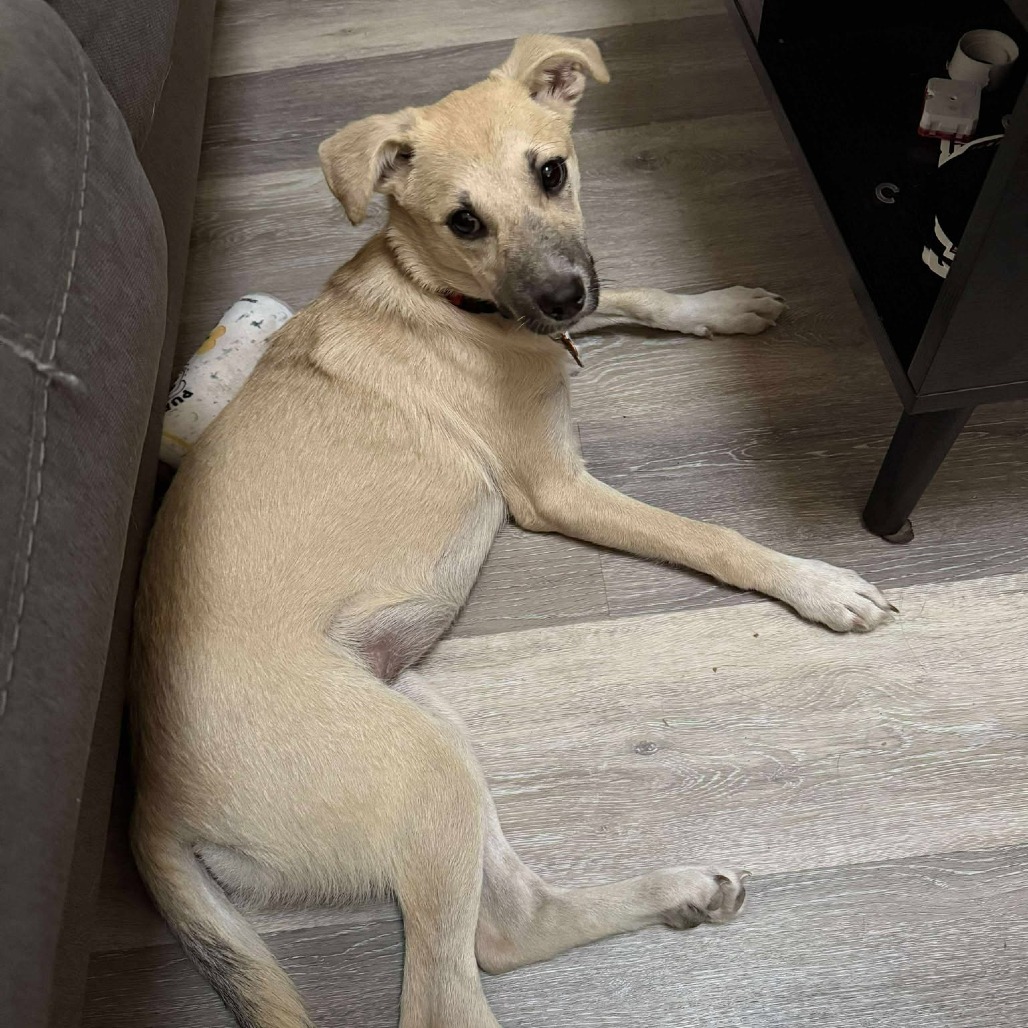 Janice, an adoptable Shepherd, Mixed Breed in Bend, OR, 97702 | Photo Image 6