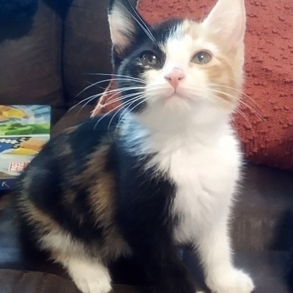 Piper