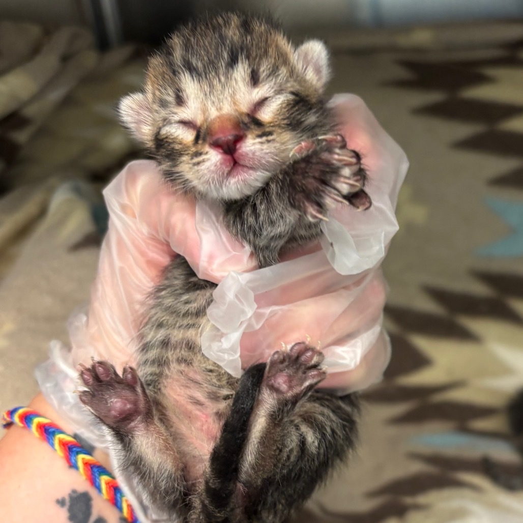 Bellatrix - 59598, an adoptable Domestic Short Hair in Bend, OR, 97702 | Photo Image 1