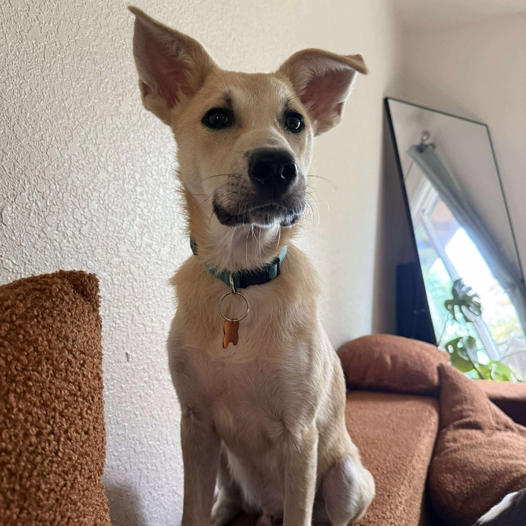 Kermit, an adoptable Shepherd, Mixed Breed in Bend, OR, 97702 | Photo Image 1