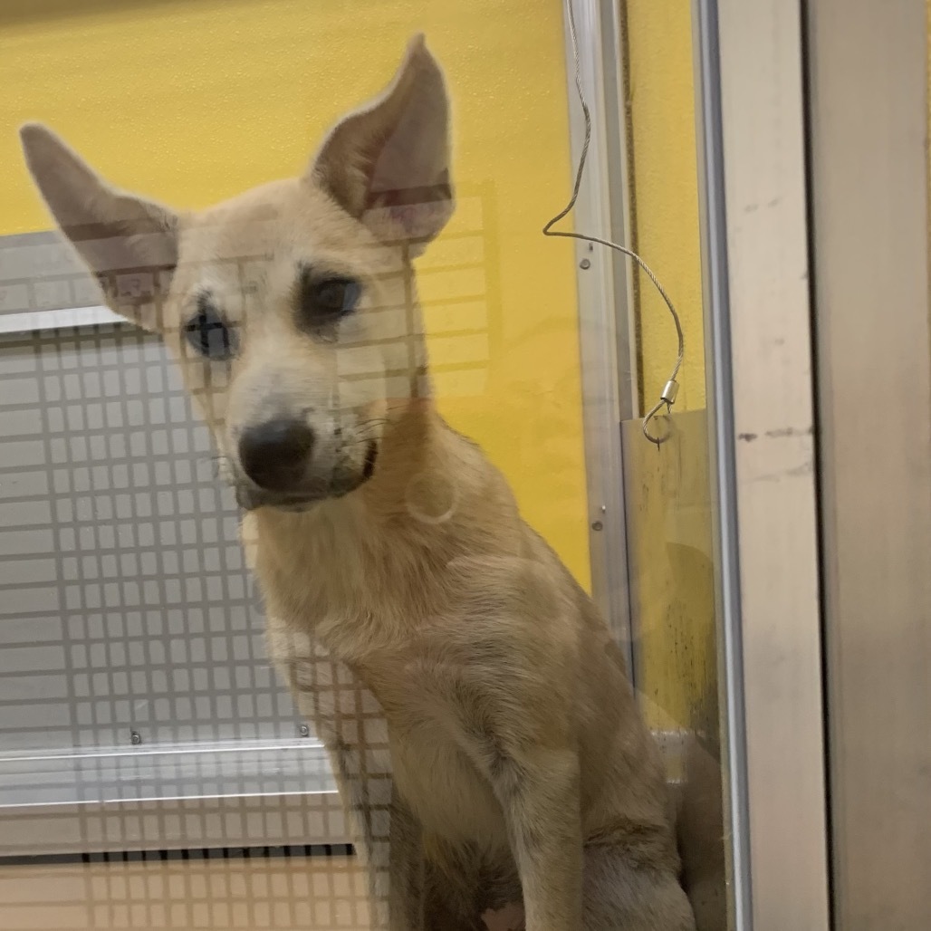 Kermit, an adoptable Shepherd, Mixed Breed in Bend, OR, 97702 | Photo Image 3