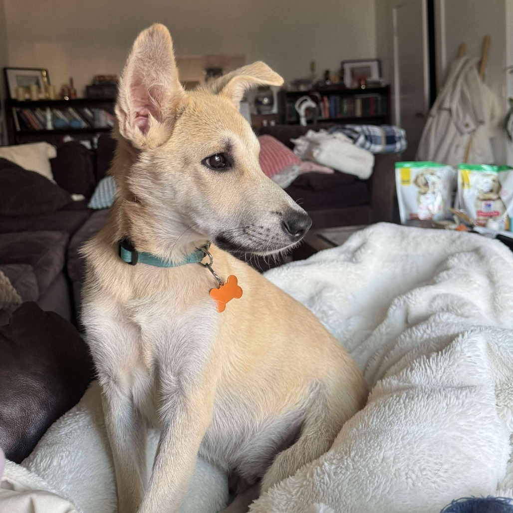Kermit, an adoptable Shepherd, Mixed Breed in Bend, OR, 97702 | Photo Image 5