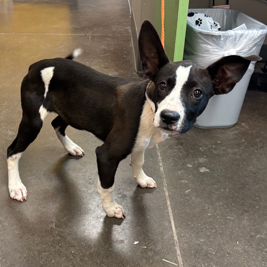 Mari - 59521, an adoptable Mixed Breed in Bend, OR, 97702 | Photo Image 2
