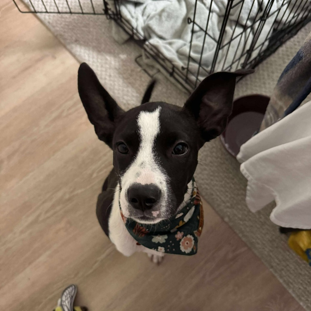 Mari - 59521, an adoptable Mixed Breed in Bend, OR, 97702 | Photo Image 3