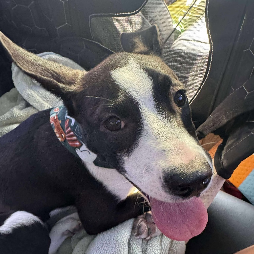 Mari - 59521, an adoptable Mixed Breed in Bend, OR, 97702 | Photo Image 4