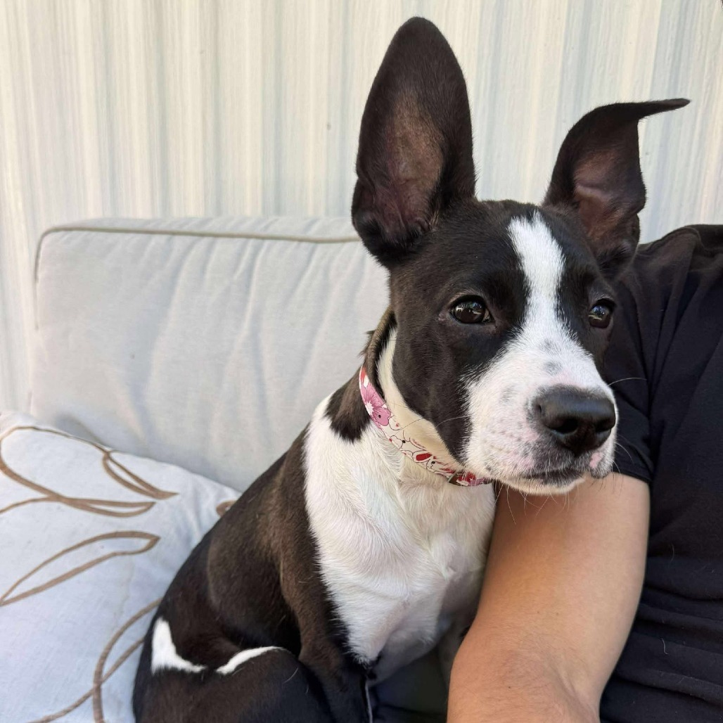 Mari - 59521, an adoptable Mixed Breed in Bend, OR, 97702 | Photo Image 6