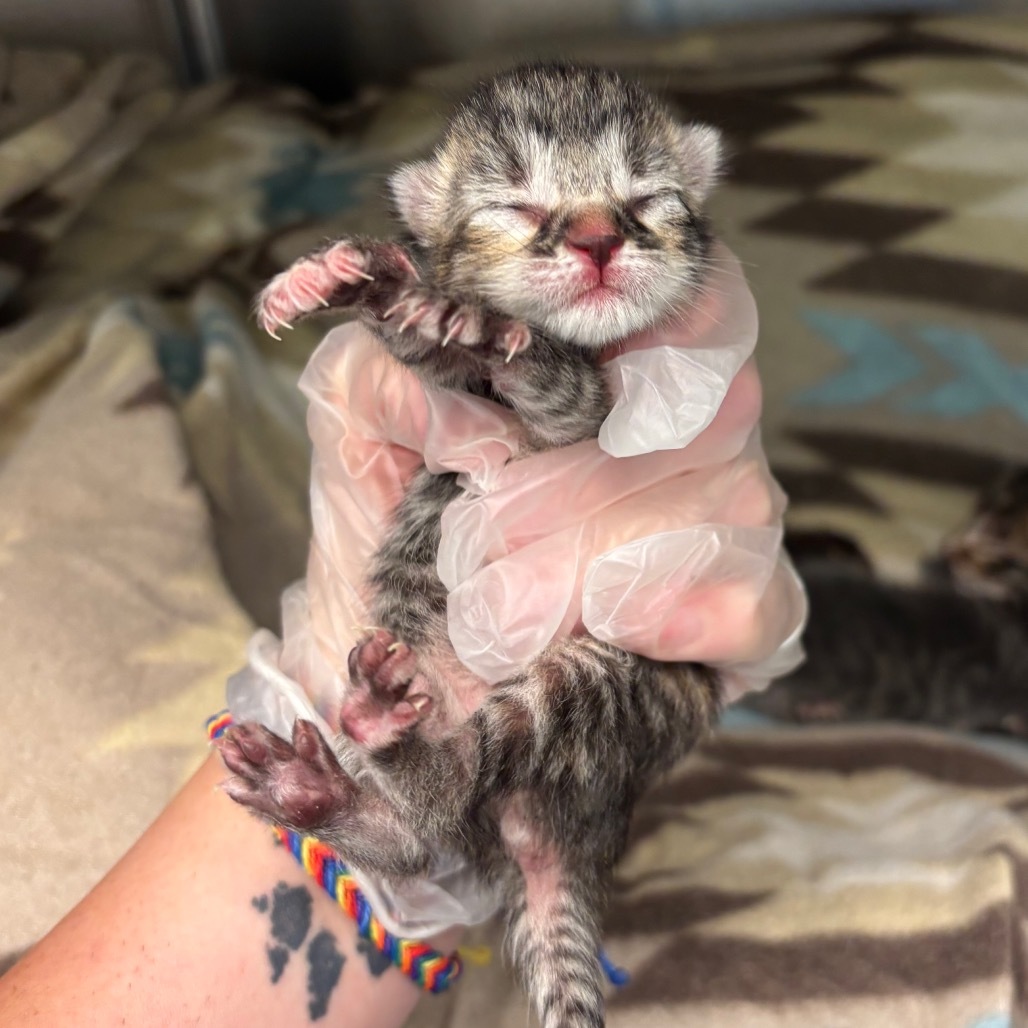 Salem - 59595, an adoptable Domestic Short Hair in Bend, OR, 97702 | Photo Image 1