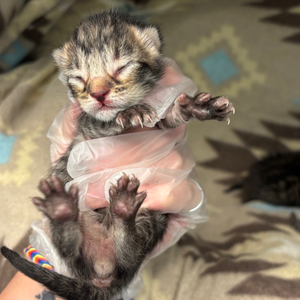 Thachory - 59596, an adoptable Domestic Short Hair in Bend, OR, 97702 | Photo Image 1