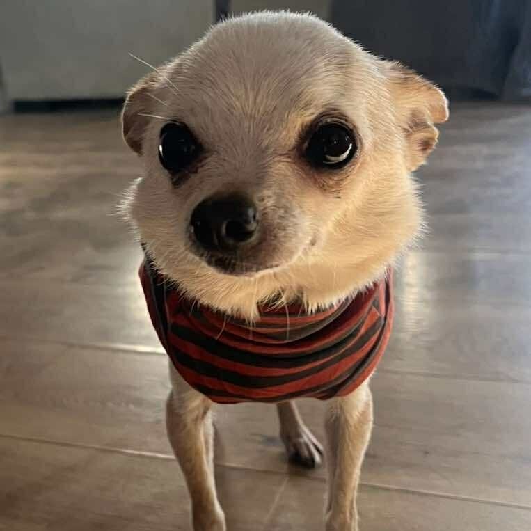 Gibby - 59431, an adoptable Chihuahua in Bend, OR, 97702 | Photo Image 1