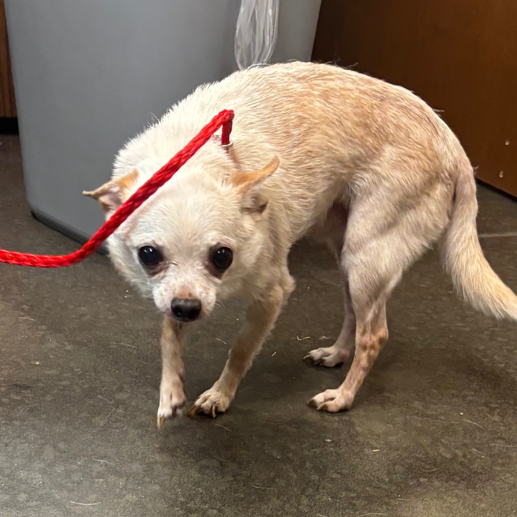Gibby - 59431, an adoptable Chihuahua in Bend, OR, 97702 | Photo Image 2