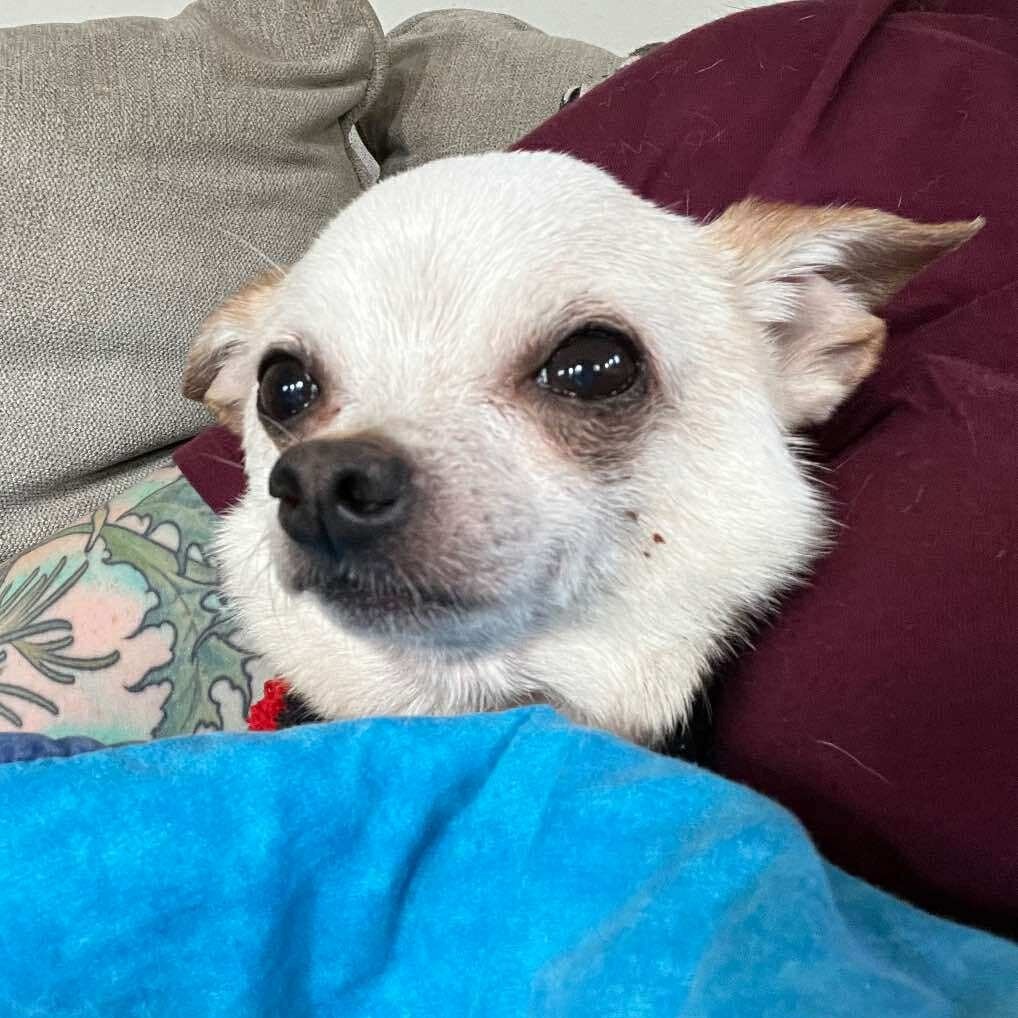 Gibby - 59431, an adoptable Chihuahua in Bend, OR, 97702 | Photo Image 3