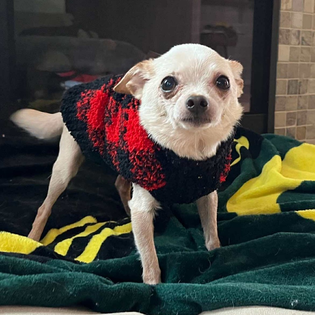 Gibby - 59431, an adoptable Chihuahua in Bend, OR, 97702 | Photo Image 4
