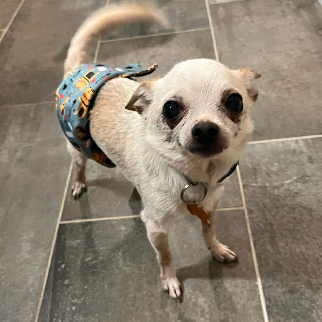 Gibby - 59431, an adoptable Chihuahua in Bend, OR, 97702 | Photo Image 5