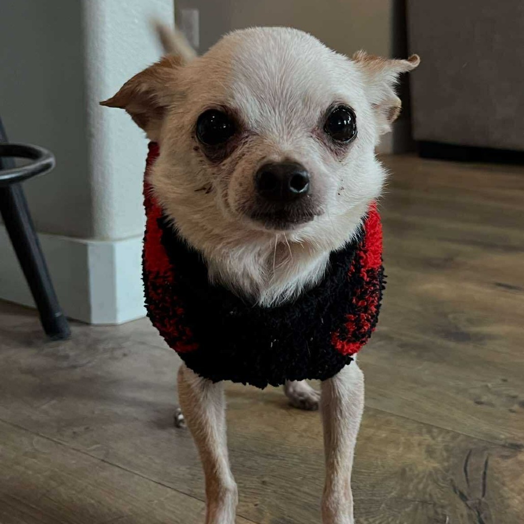 Gibby - 59431, an adoptable Chihuahua in Bend, OR, 97702 | Photo Image 6