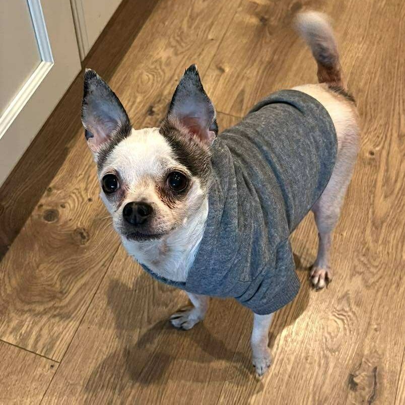 Pops - 59432, an adoptable Chihuahua in Bend, OR, 97702 | Photo Image 1