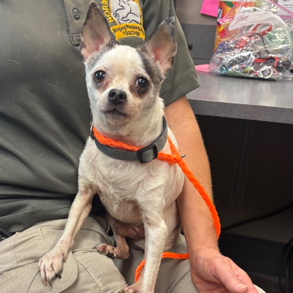 Pops - 59432, an adoptable Chihuahua in Bend, OR, 97702 | Photo Image 2