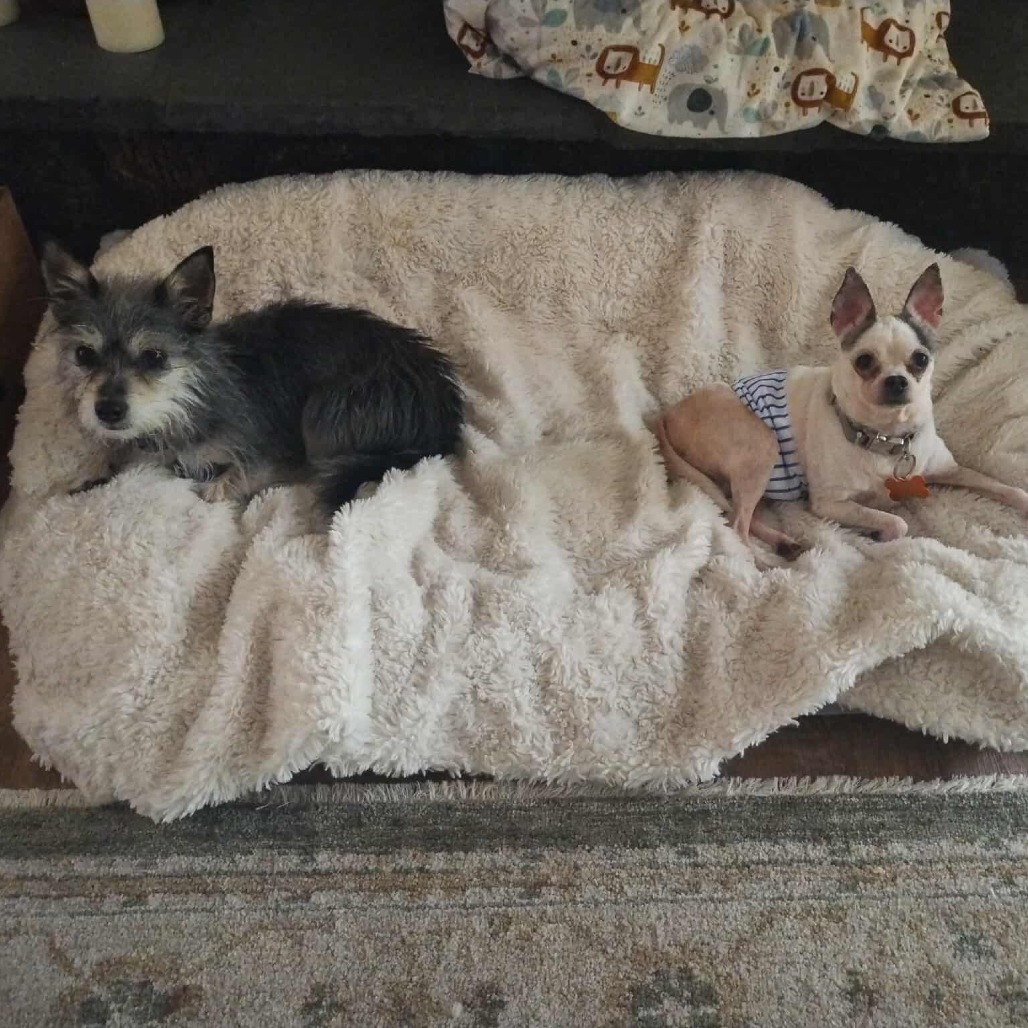 Pops - 59432, an adoptable Chihuahua in Bend, OR, 97702 | Photo Image 3