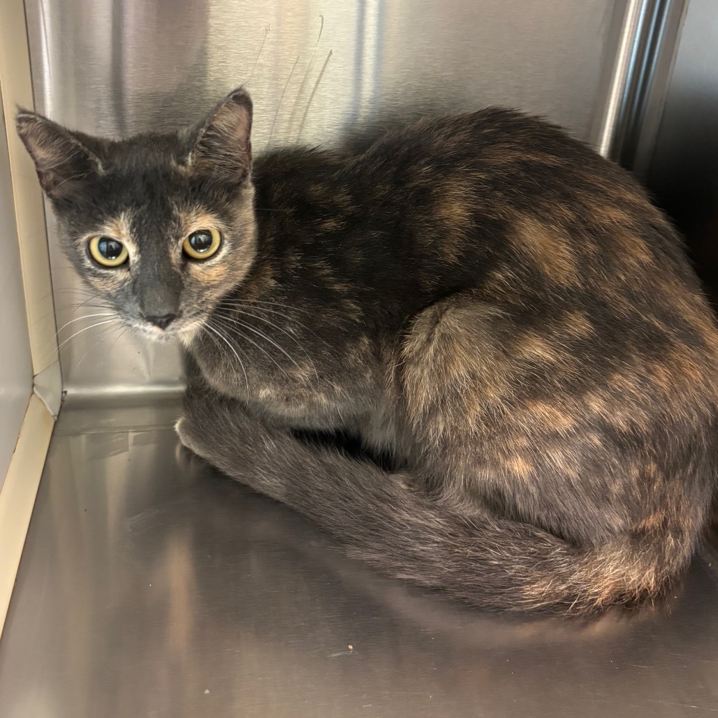 Mavis - 59594, an adoptable Domestic Short Hair in Bend, OR, 97702 | Photo Image 1