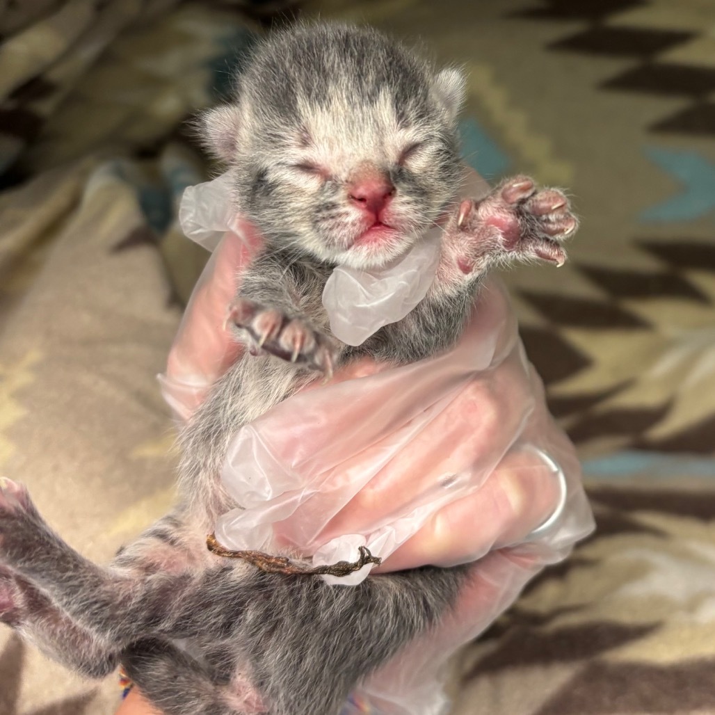 Maeve - 59599, an adoptable Domestic Short Hair in Bend, OR, 97702 | Photo Image 1