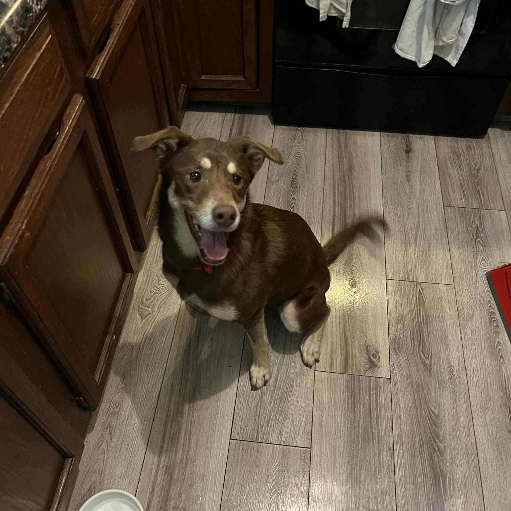 Nala, an adoptable Australian Kelpie, Mixed Breed in Bismarck, ND, 58507 | Photo Image 2