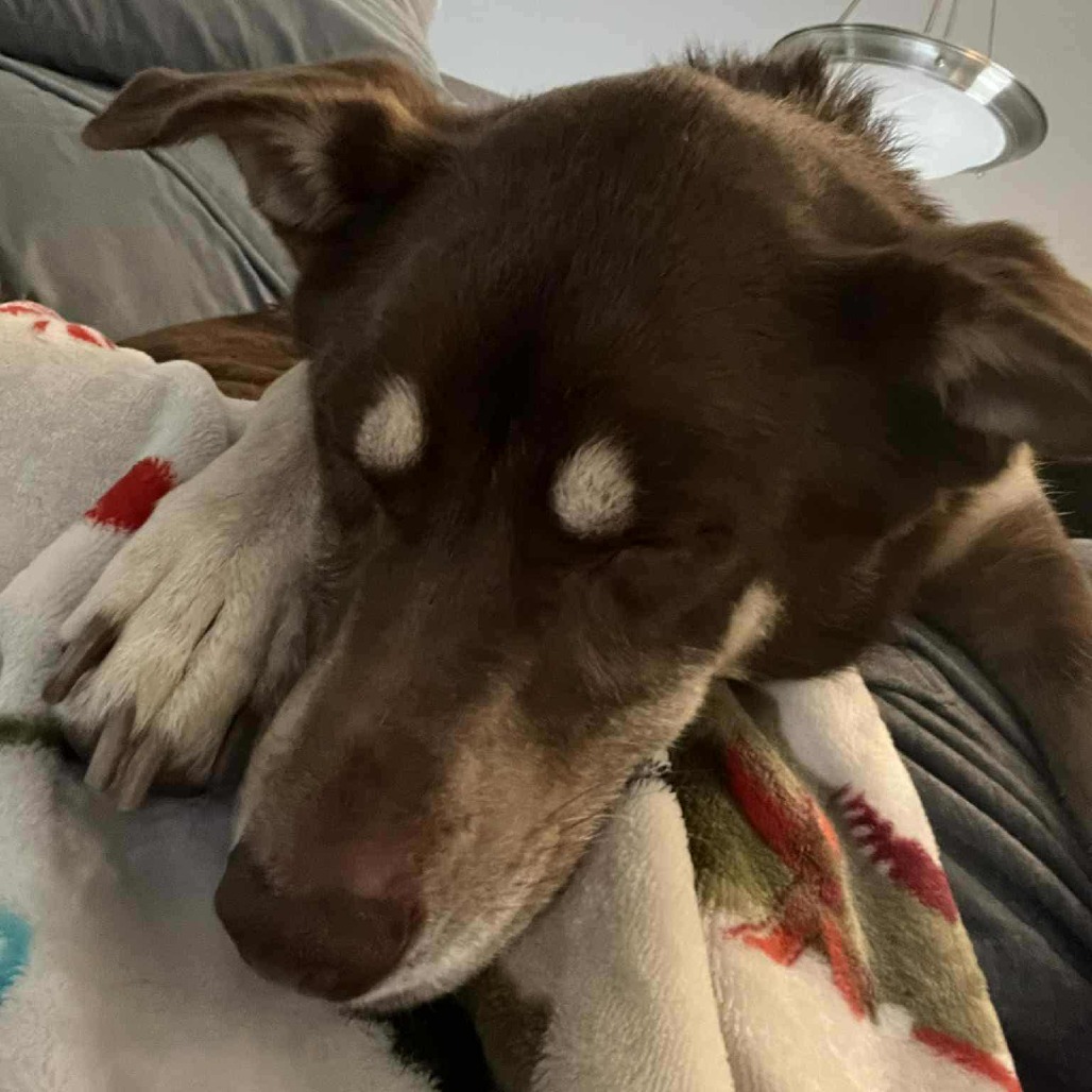 Nala, an adoptable Australian Kelpie, Mixed Breed in Bismarck, ND, 58507 | Photo Image 3