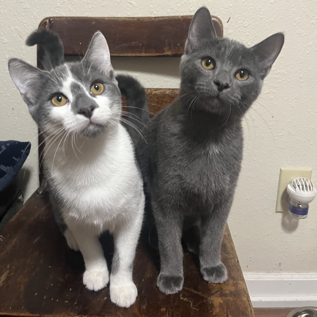 CrissCross, an adoptable Domestic Short Hair in Bismarck, ND, 58507 | Photo Image 1