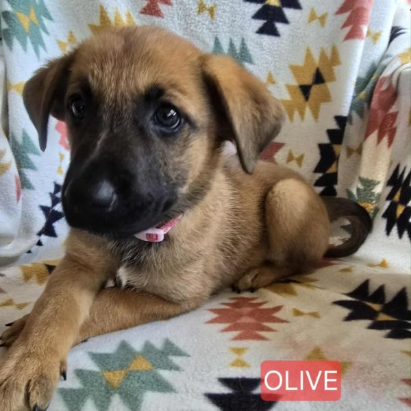 Olive